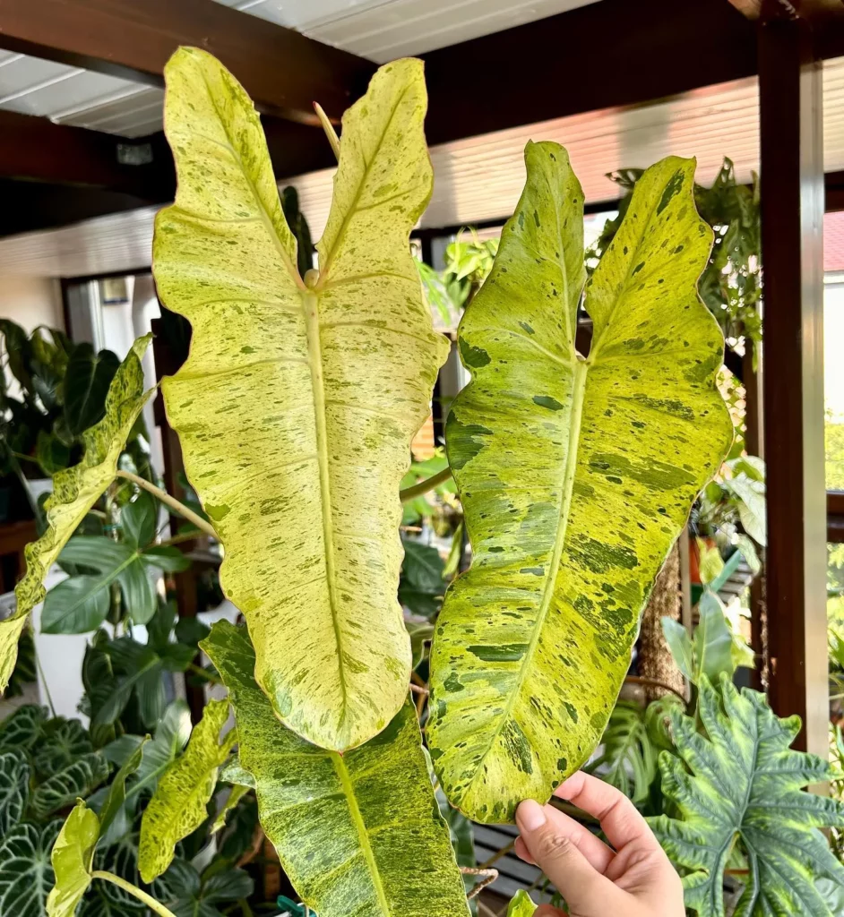 Philodendron Paraiso Verde Plant Big Leaves at Home Garden Area