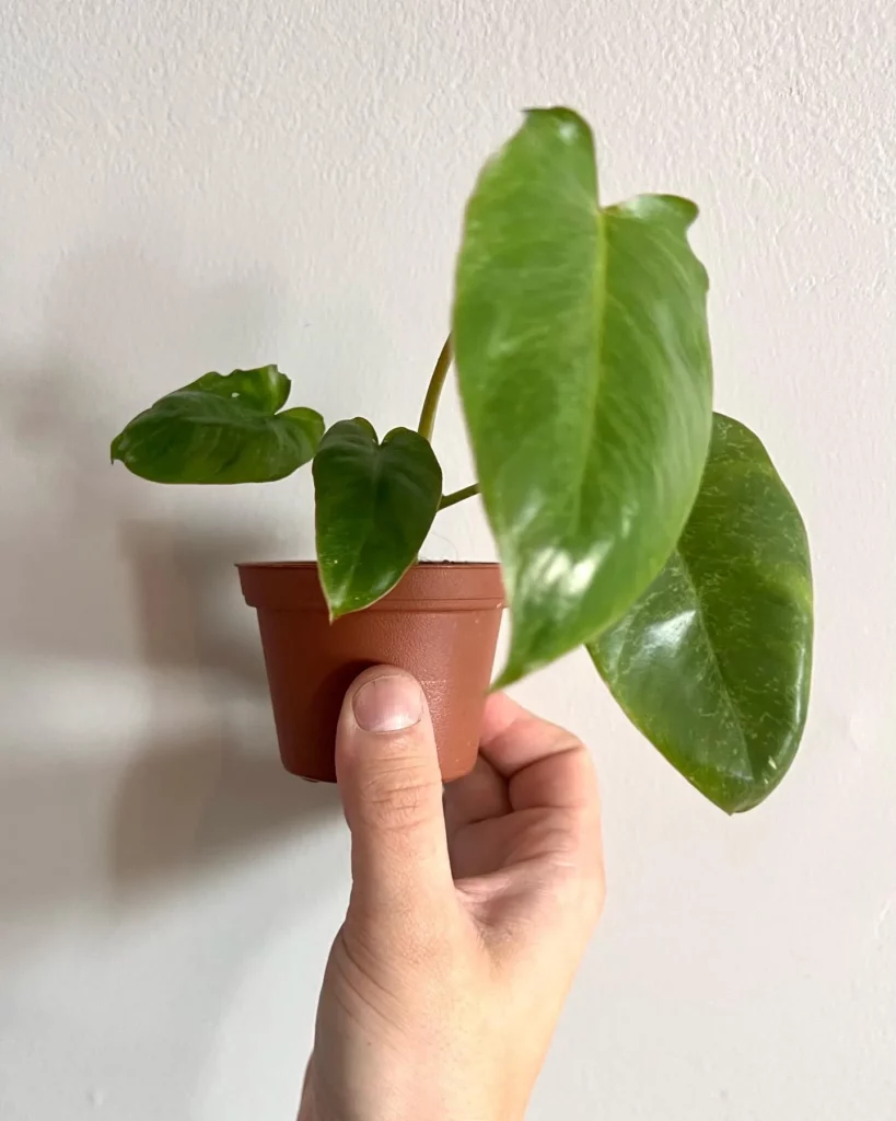 6" Tall Philodendron Paraiso Verde Plant In 4" Round Clay Pot