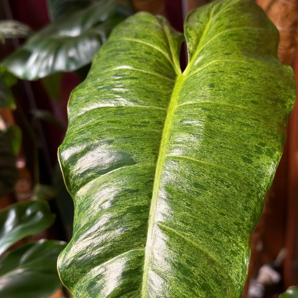 Close up Photo of Philodendron Paraiso Verde Leaf