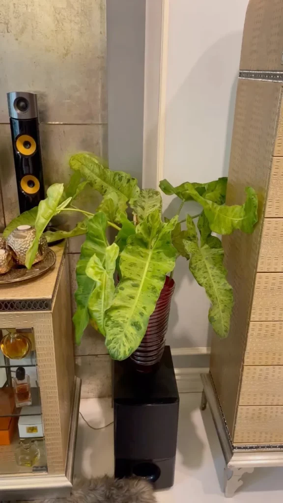 Philodendron Paraiso Verde In Round Pot Displayed on Speaker at Home Living Area