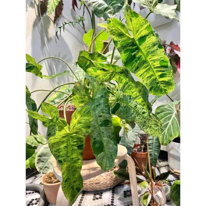 Philodendron Paraiso Verde Observing Electric Lamp Light Displayed with other Houseplants at Home Garden Area