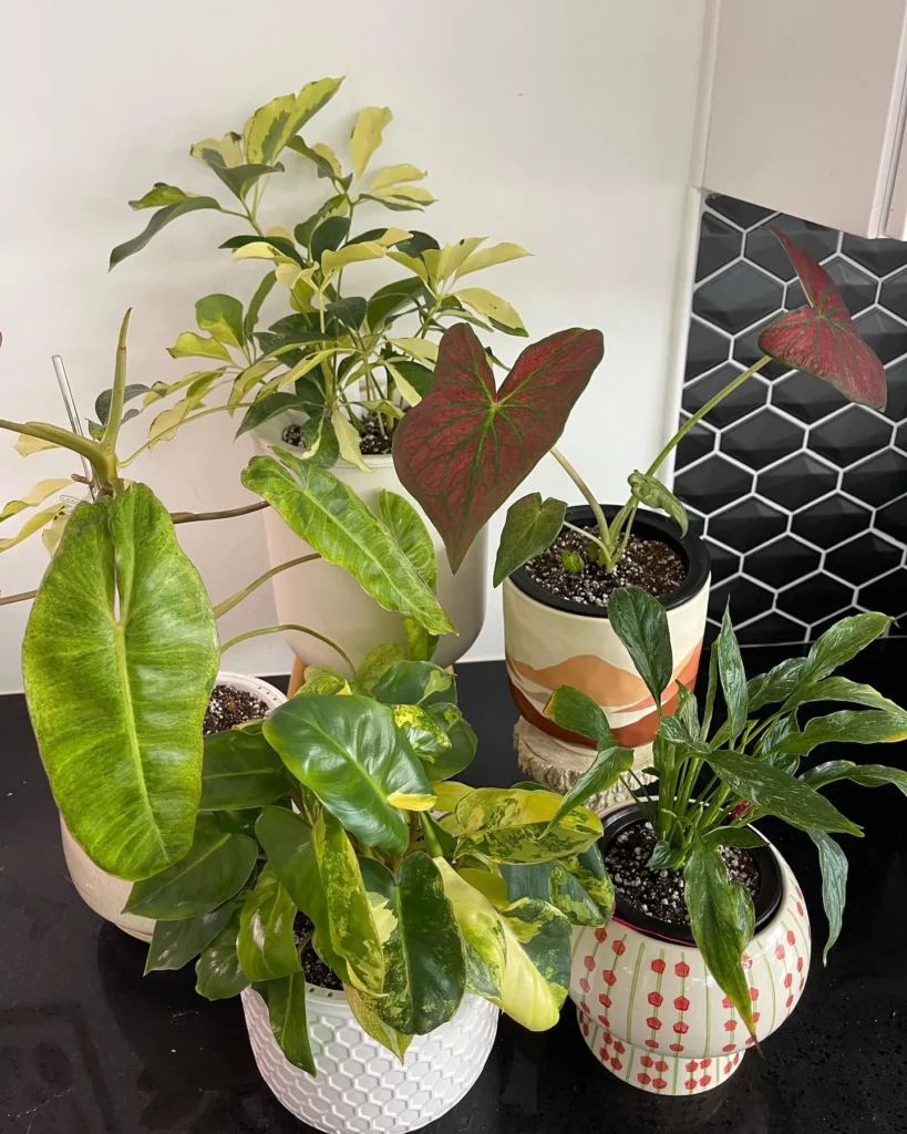 Philodendron Paraiso Verde In Decorated Ceramic Pot Displayed with other Houseplants at Home Floor