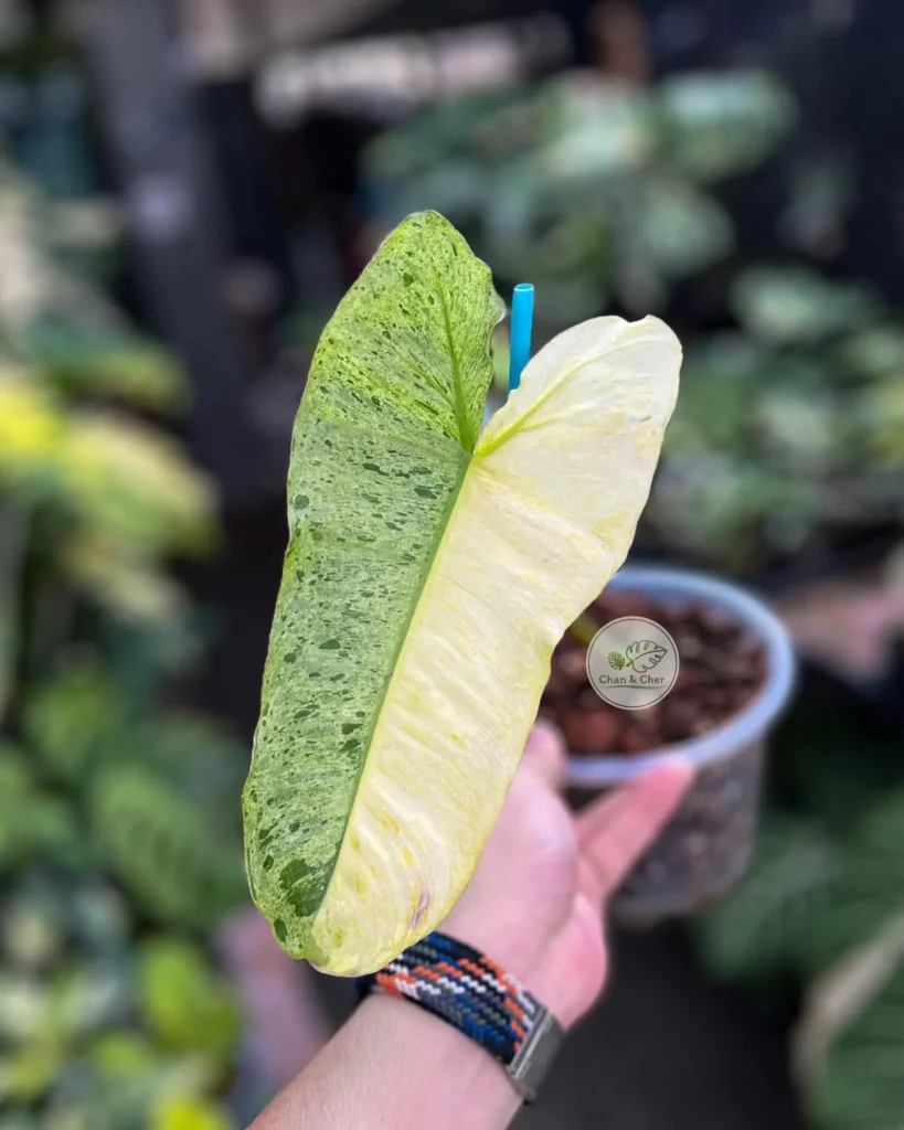Philodendron Paraiso Verde with Support Stick in Round Pot