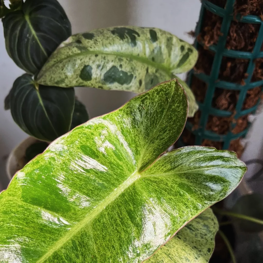Close up Photo of Philodendron Paraiso Verde Leaf Observing Electric Lamp Light