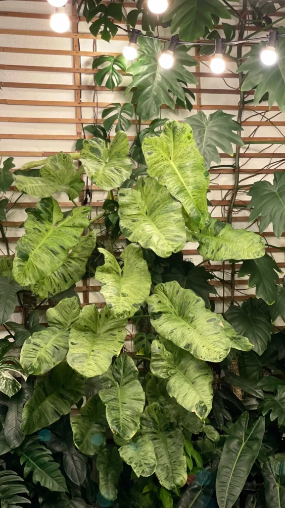 6 Feet Tall Philodendron Paraiso Verde Plant Observing Electric lamp Light at Home Garden