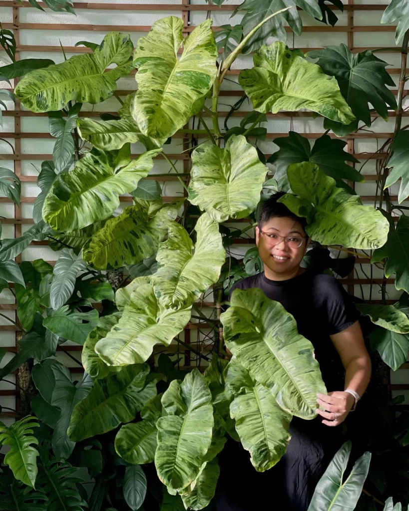 Plant Lover Posing with Philodendron Paraiso Verde Plant Displayed with other Houseplants at Home Garden