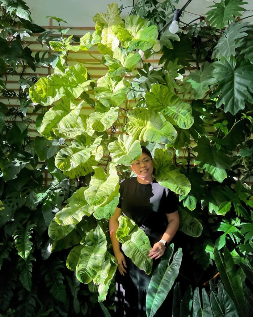 Plant Lover Posing with Fully Grown Philodendron Paraiso Verde Plant with other Houseplants at Home Garden
