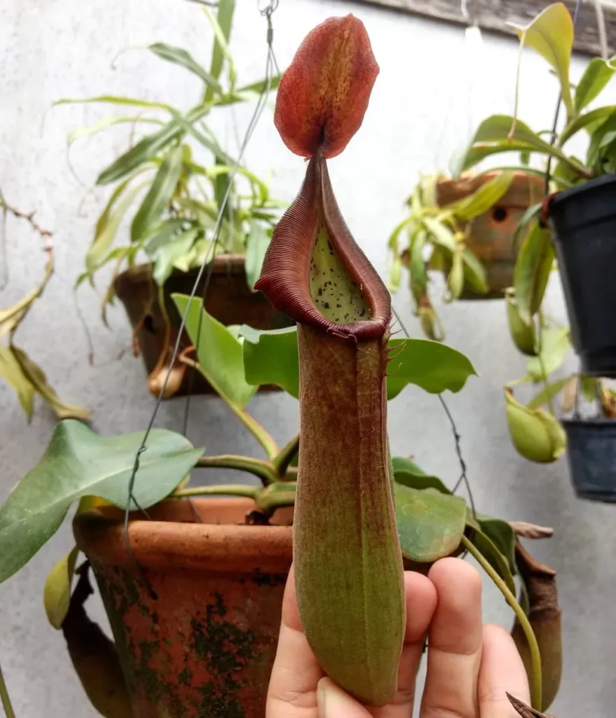 Lowland Pitcher Plant (Nepenthes Lowii) at Garden