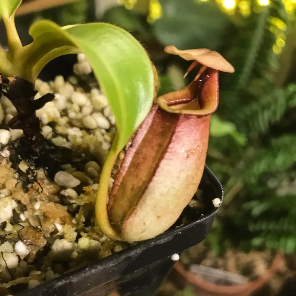 Lowland Pitcher Plant (Nepenthes Lowii) Growing In Square Shape Pot at Garden Area