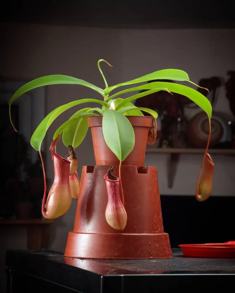 6" Tall Lowland Pitcher Plant (Nepenthes Lowii) with Brown Color Pitchers On Table at Home Garden