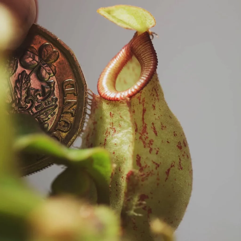 Close View of Lowland Pitcher Plant (Nepenthes Lowii)