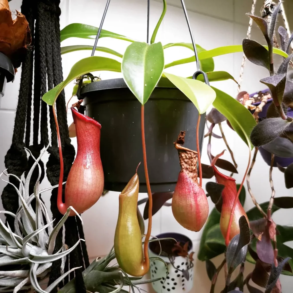 Lowland Pitcher Plant (Nepenthes Lowii) Hanging In Round Pot Observing Electric Lamp Light at Garden