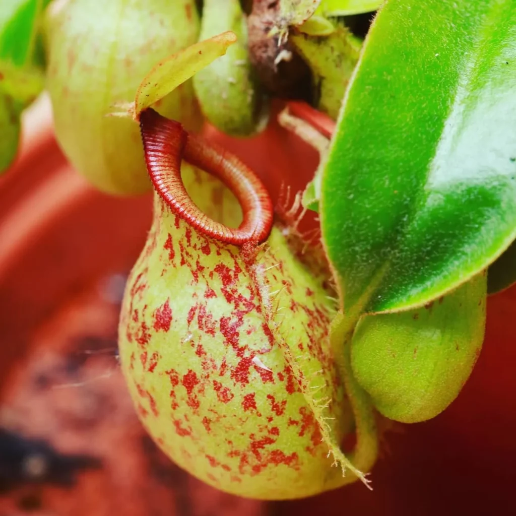 Close View of Lowland Pitcher Plant (Nepenthes Lowii) with Green Color Pitcher at Garden
