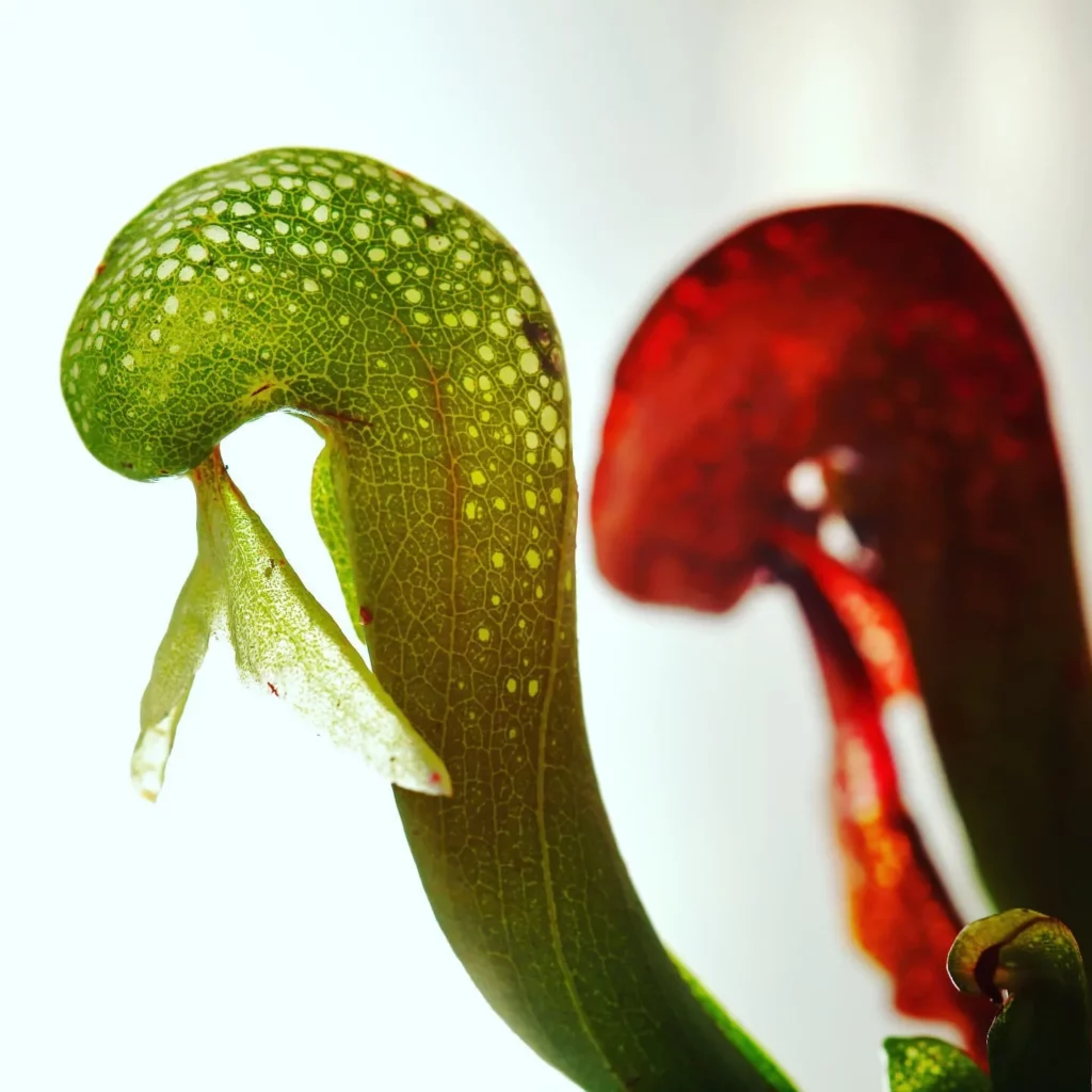 Close up Photo of Lowland Pitcher Plant (Nepenthes Lowii) with Green and Brown Color Pitchers