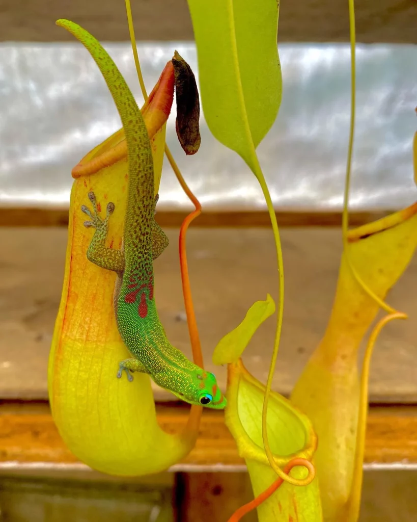 Lowland Pitcher Plant (Nepenthes Lowii) at Garden with a Green Color Lizard On Pitcher