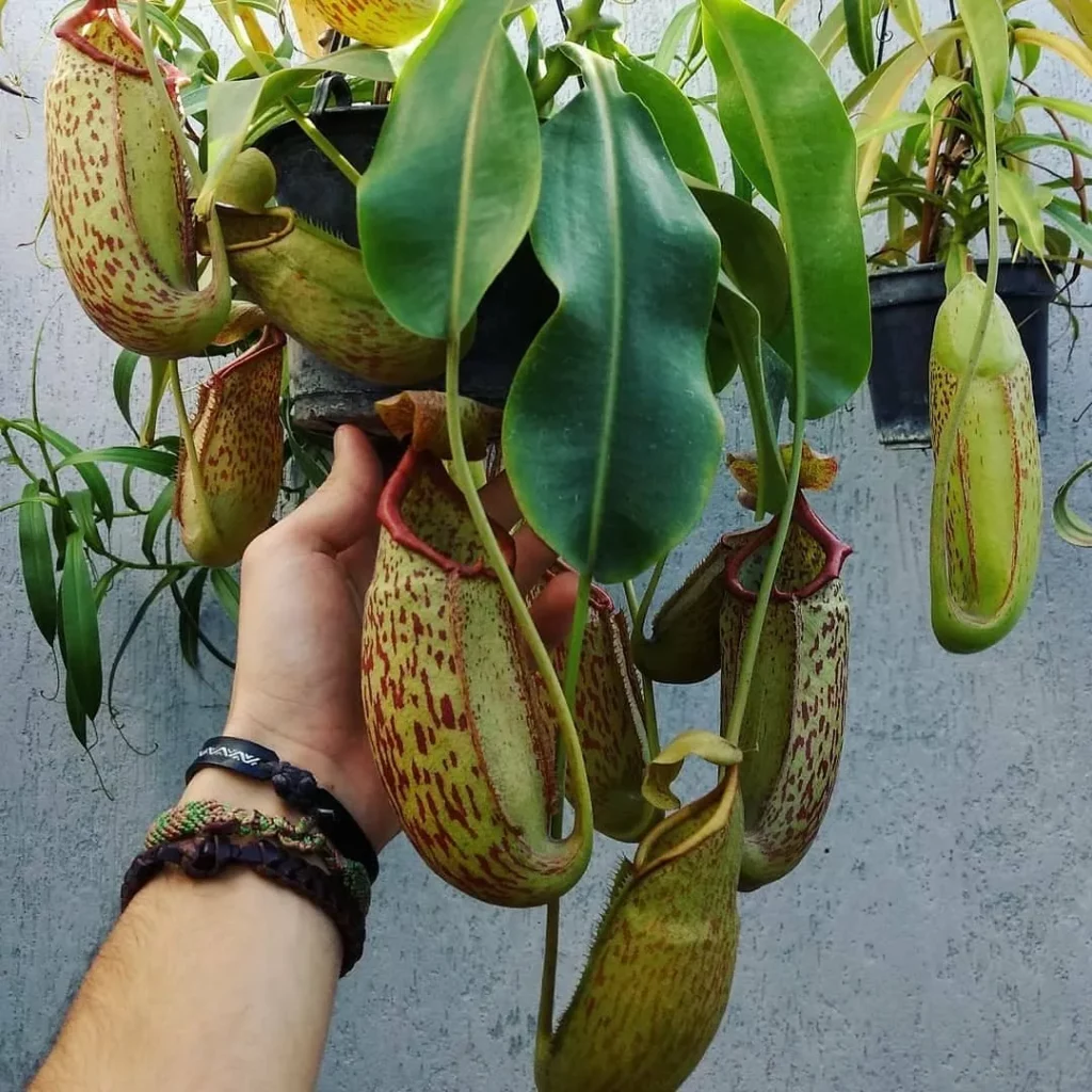 Lowland Pitcher Plant (Nepenthes Lowii) Growing In Hanging Pot at Garden