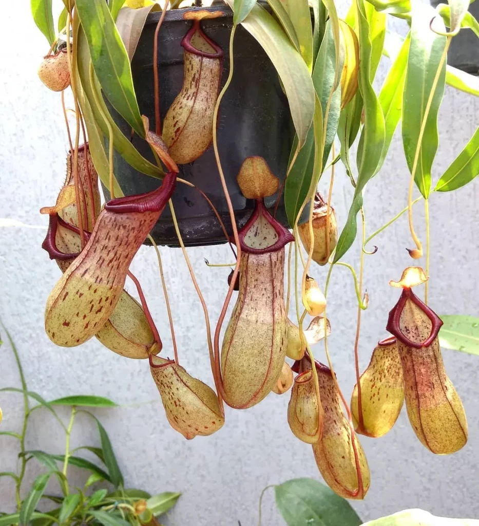 Lowland Pitcher Plant (Nepenthes Lowii) with Beautiful Pitchers Hanging In Round Pot at Garden Area