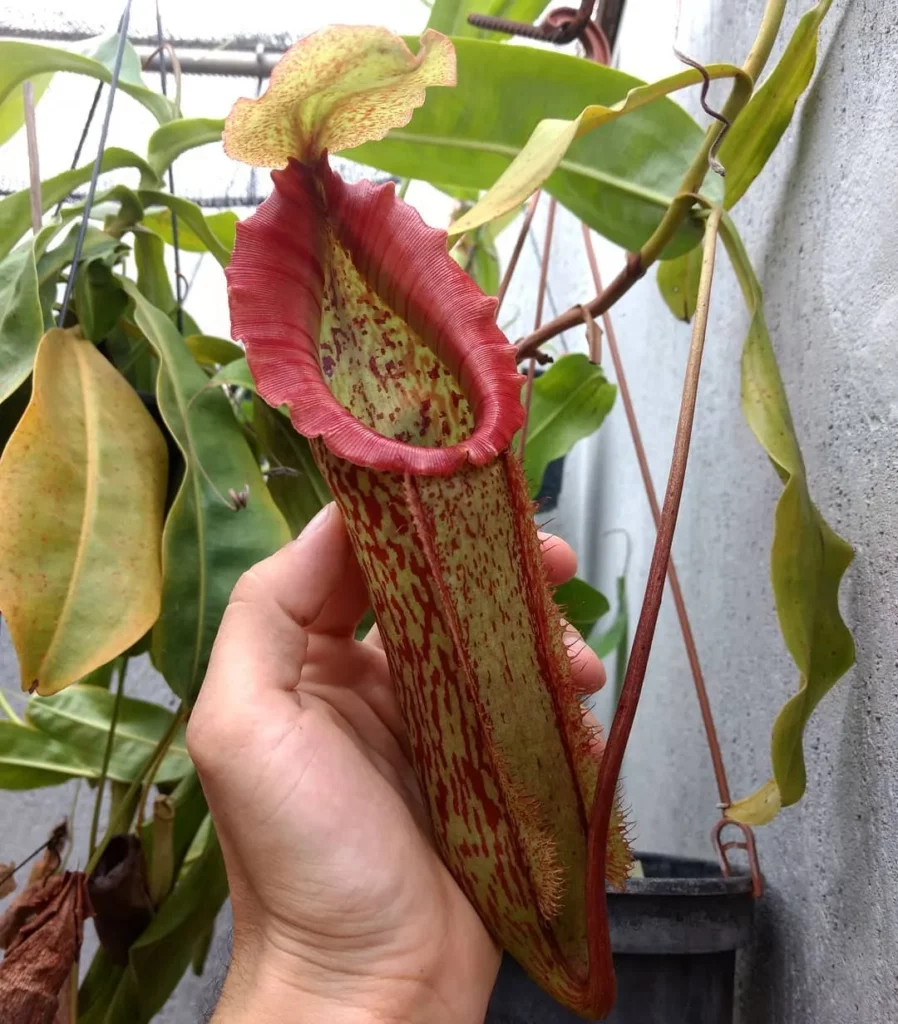 Eye-Catching Pitcher of Lowland Pitcher Plant (Nepenthes Lowii) at Garden