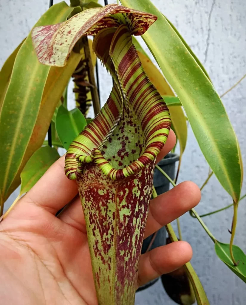 Lowland Pitcher Plant (Nepenthes Lowii) with Mixed Color Pitcher In Human Hand at Garden