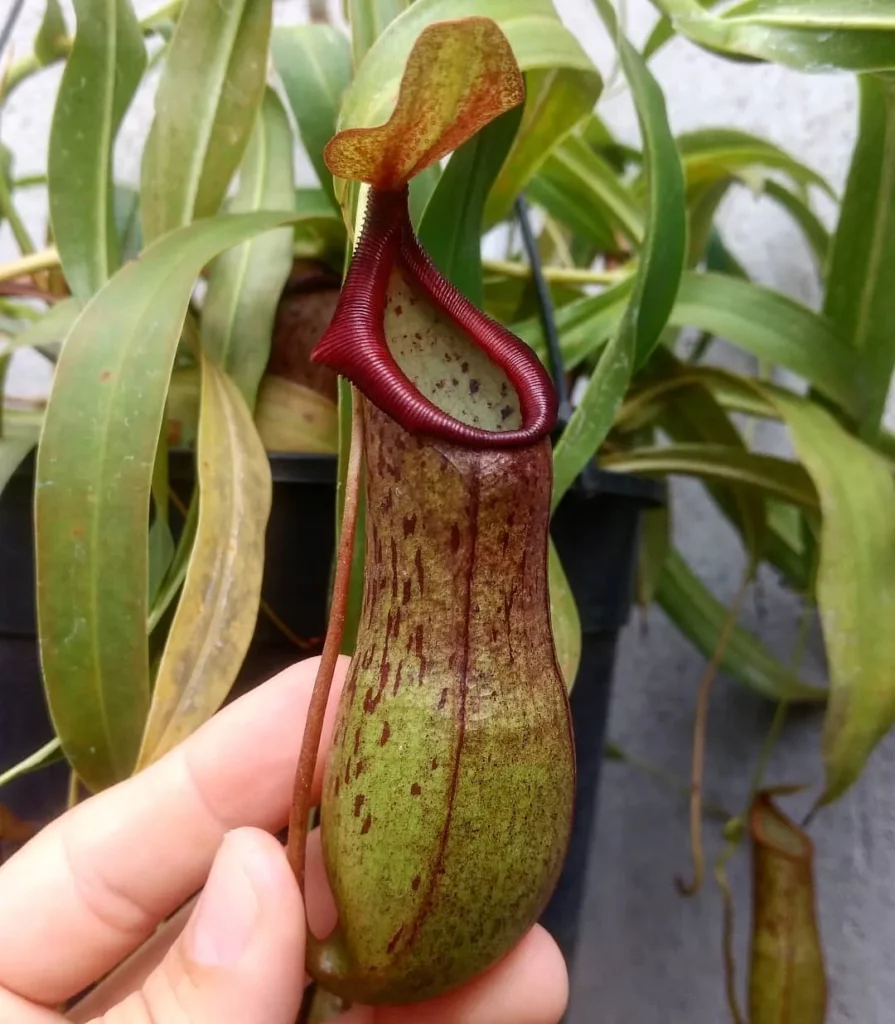 Beautiful Lowland Pitcher Plant (Nepenthes Lowii) with Green Color Pitcher