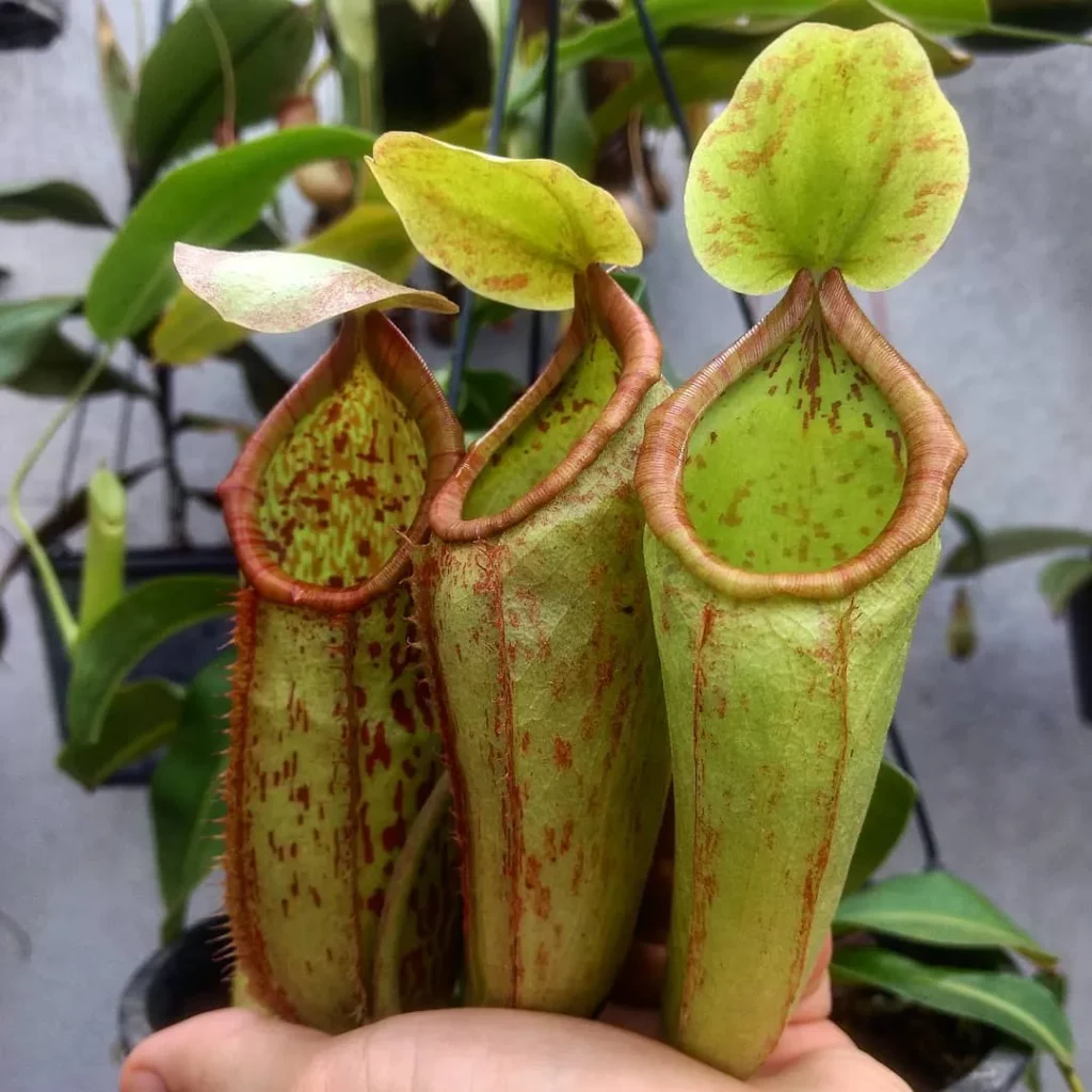 Lowland Pitcher Plant (Nepenthes Lowii) with Three Green Color Pitchers at Garden