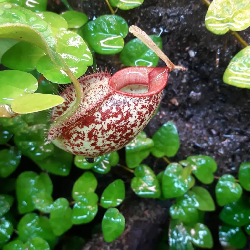 Close View of Lowland Pitcher Plant (Nepenthes Lowii) After Watering