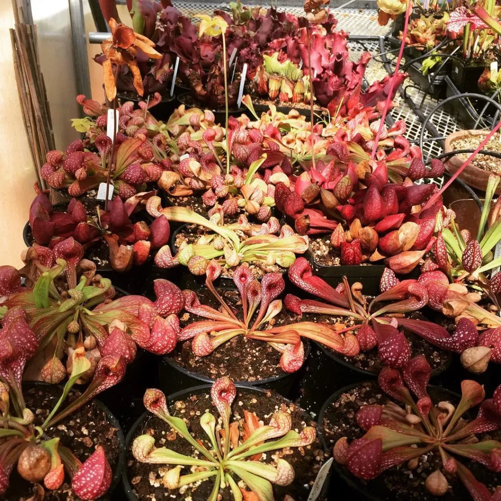 Group of Parrot Pitcher Plants (Sarracenia Psittacina) at Garden