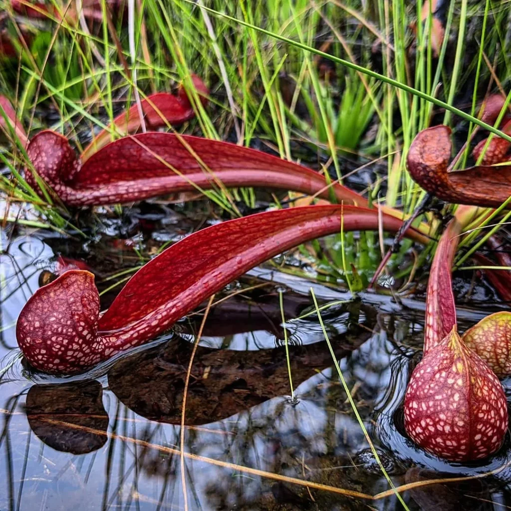 Parrot Pitcher Plant (Sarracenia Psittacina) with Brown Color Pitchers