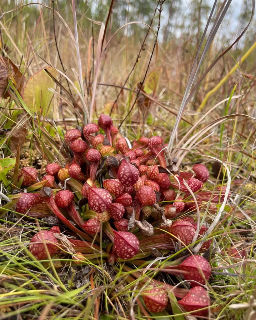 Parrot Pitcher Plant (Sarracenia Psittacina) Naturally Growing at Garden Ground