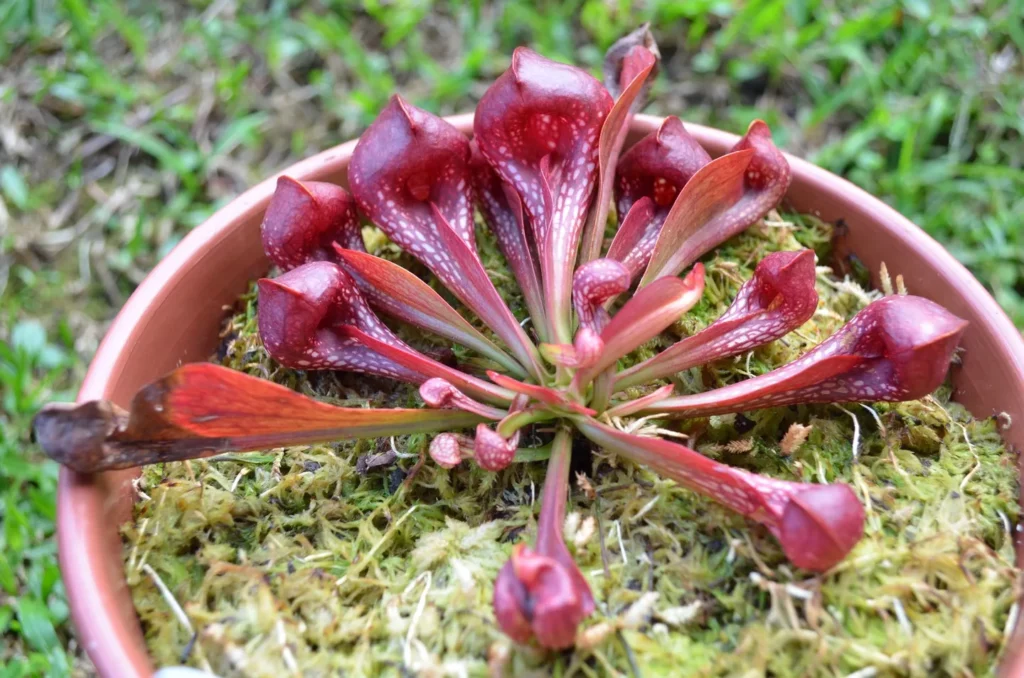 Brown Color Parrot Pitcher Plant (Sarracenia Psittacina) In Round Pot