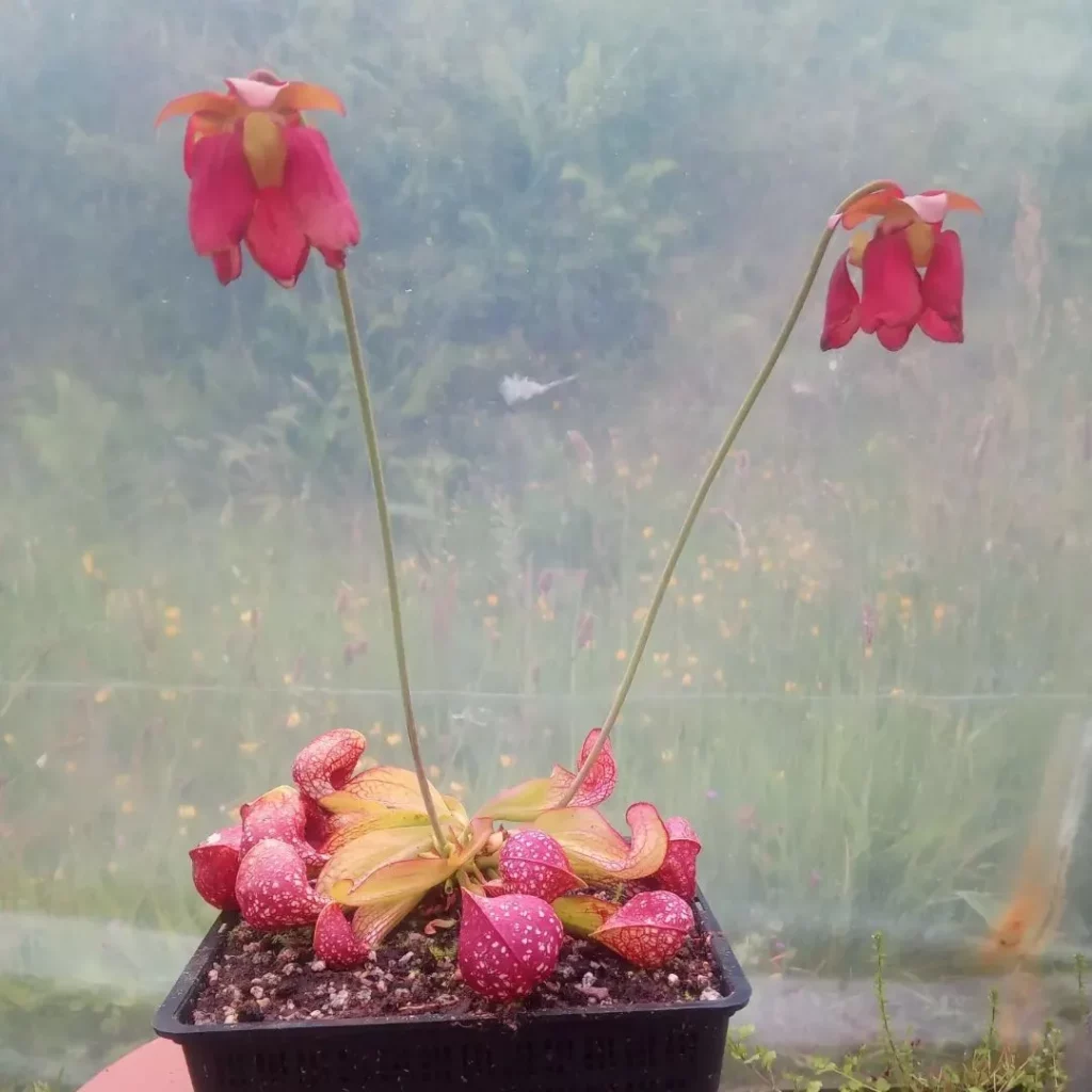 Parrot Pitcher Plant (Sarracenia Psittacina) In Black Color Square Shape Pot Displayed Near Window to Observe Indirect Sunlight