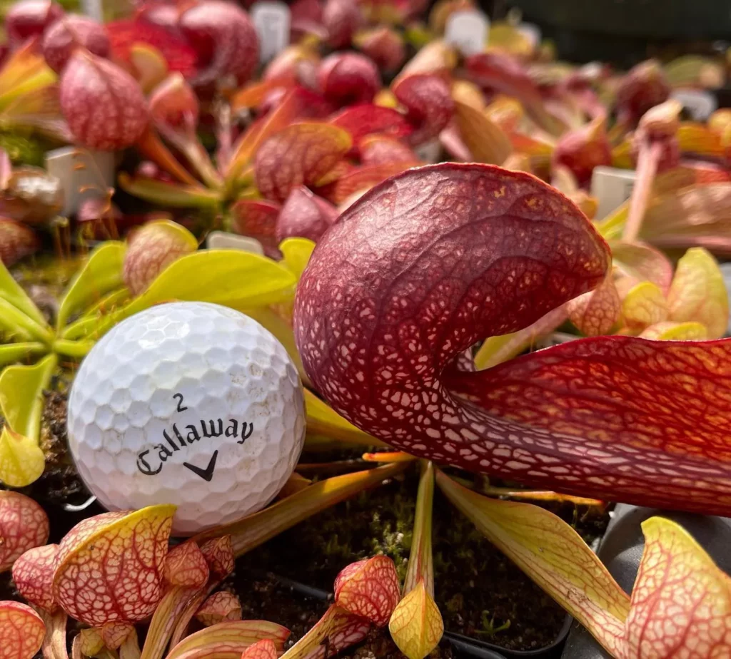 Parrot Pitcher Plant (Sarracenia Psittacina) In Square Pot with a Golf Ball at Garden Area