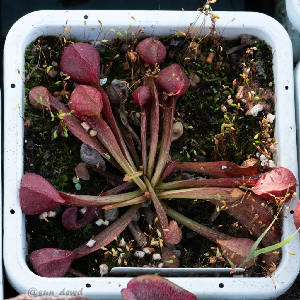 Top View of Parrot Pitcher Plant (Sarracenia Psittacina) In Square Shape Ceramic Pot
