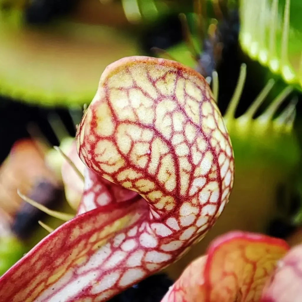 Close up Pitcher Photo of Parrot Pitcher Plant (Sarracenia Psittacina)