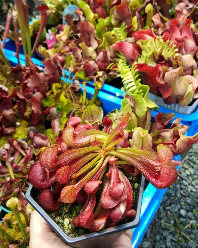 Parrot Pitcher Plant (Sarracenia Psittacina) In Hexagon Shape Pot at Garden Area
