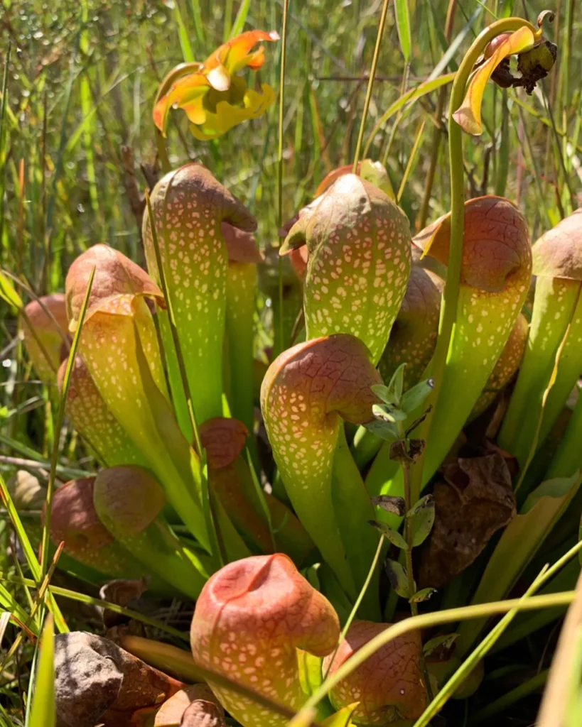 Parrot Pitcher Plant (Sarracenia Psittacina) Observing Sunlight Directly at Forest Area