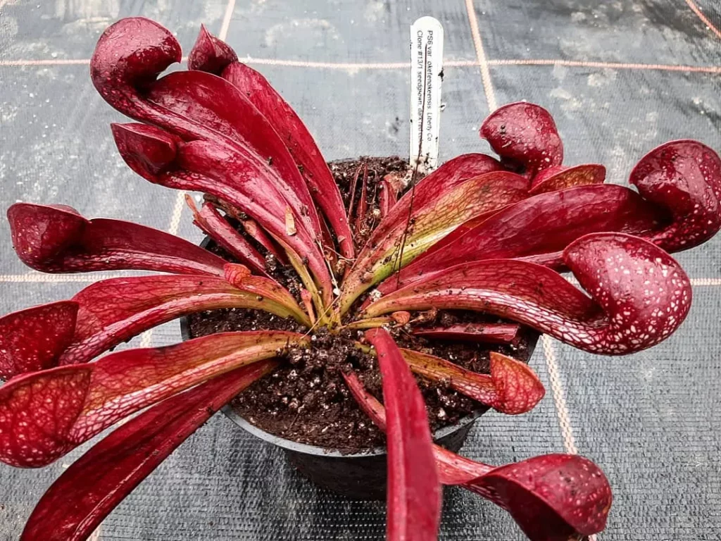Top View of Brown Color Parrot Pitcher Plant (Sarracenia Psittacina) In Round Pot on Floor at Home Garden