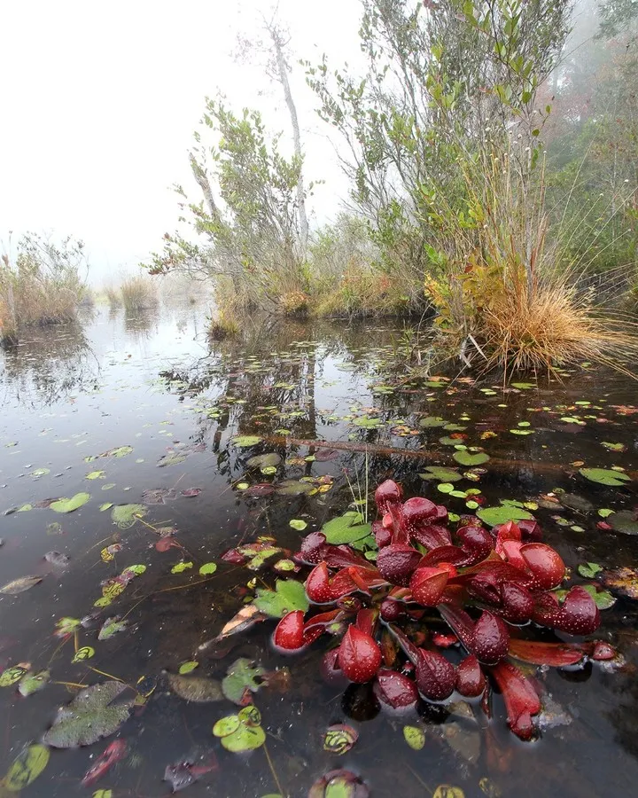 Parrot Pitcher Plant (Sarracenia Psittacina) Growing on Water Pond In Forest Area