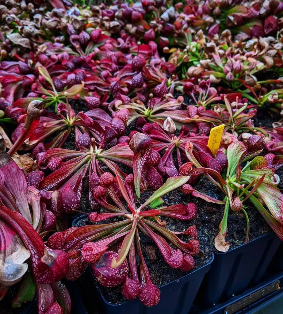Group of Parrot Pitcher Plants (Sarracenia Psittacina) In Square Shape Pots at Garden