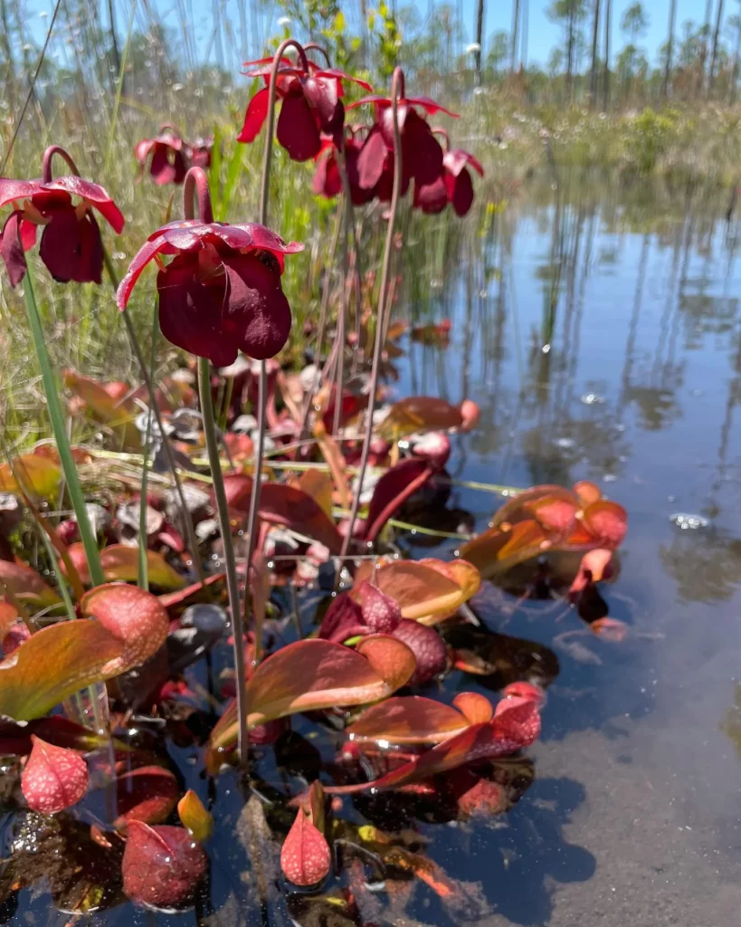 Parrot Pitcher Plant (Sarracenia Psittacina) with Brown Color Pitchers Near Water Pond In Forest Area