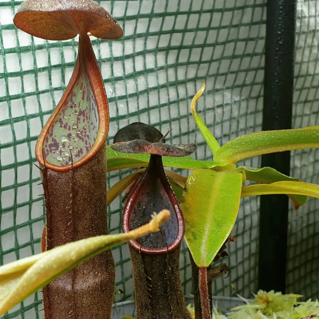 Spotted Pitcher Plant (Nepenthes sanguinea) Observing LED Grow Light at Garden Area