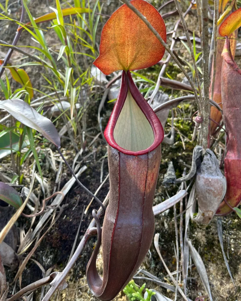 Spotted Pitcher Plant (Nepenthes sanguinea) with Brown Color Pitcher Growing naturally in forest area