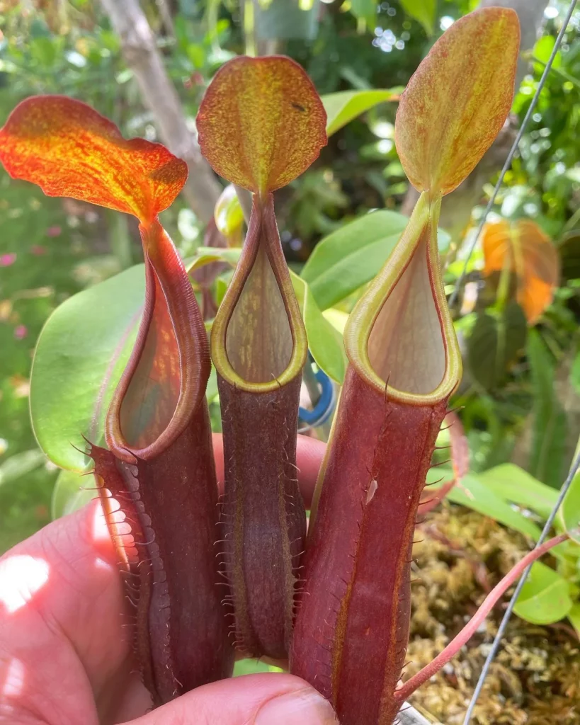 Spotted Pitcher Plant (Nepenthes sanguinea) with 4" Pitchers