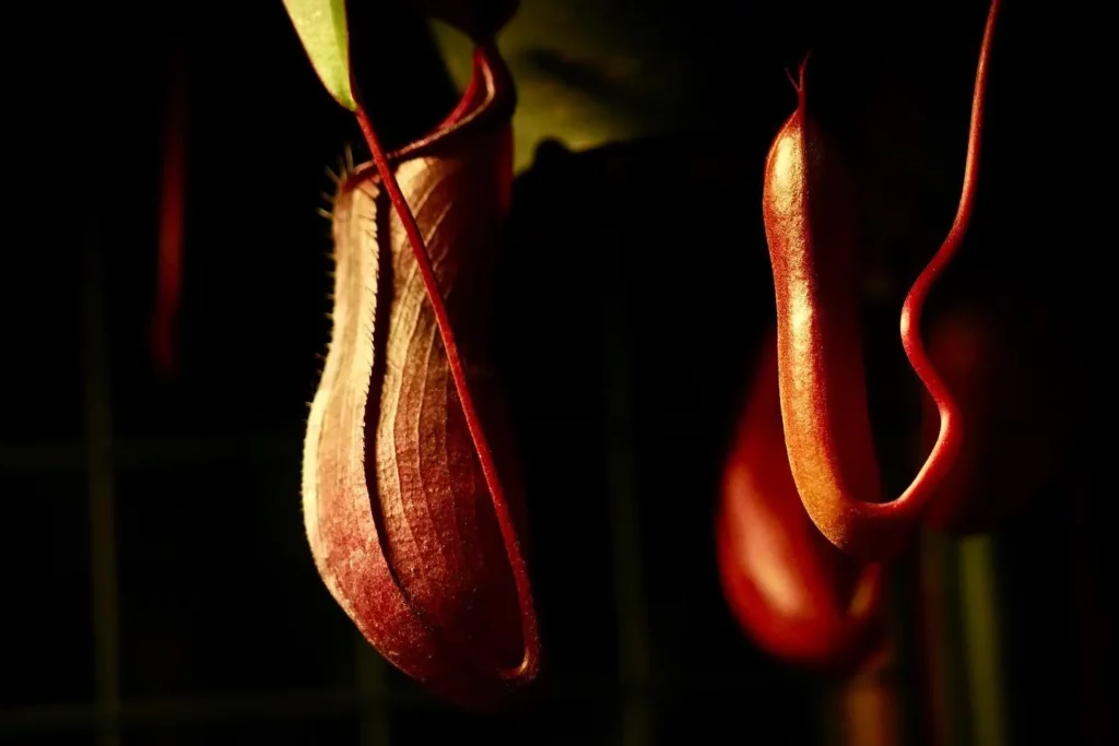 Close up Pitcher Photo of Spotted Pitcher Plant (Nepenthes sanguinea)