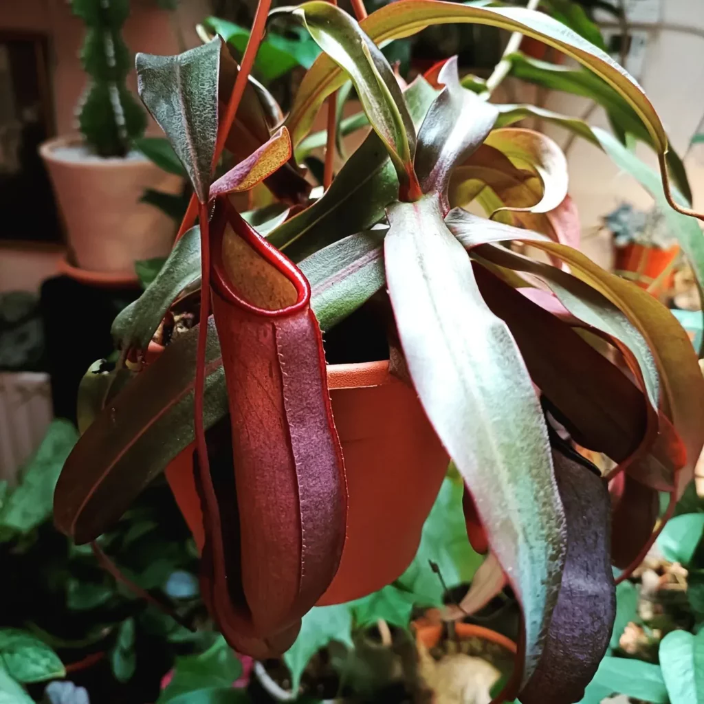 Close View of Spotted Pitcher Plant (Nepenthes sanguinea) Hanging In Round Pot at Garden Area