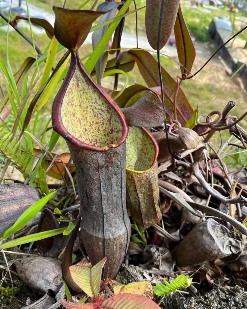 Spotted Pitcher Plant (Nepenthes sanguinea) at Garden Area