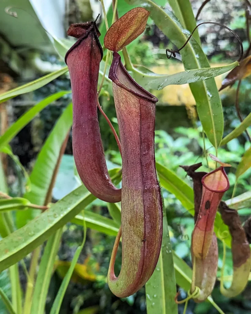 Close View of Spotted Pitcher Plant (Nepenthes sanguinea) with Brown Color Pitchers
