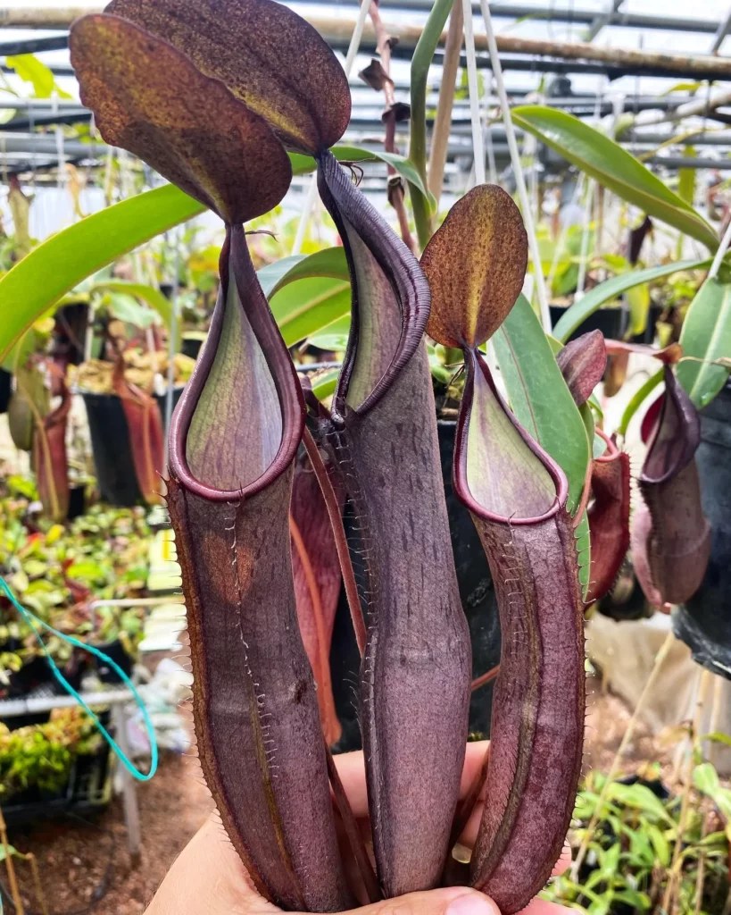 Spotted Pitcher Plant (Nepenthes sanguinea) with Three Brown Pitchers at Garden Area