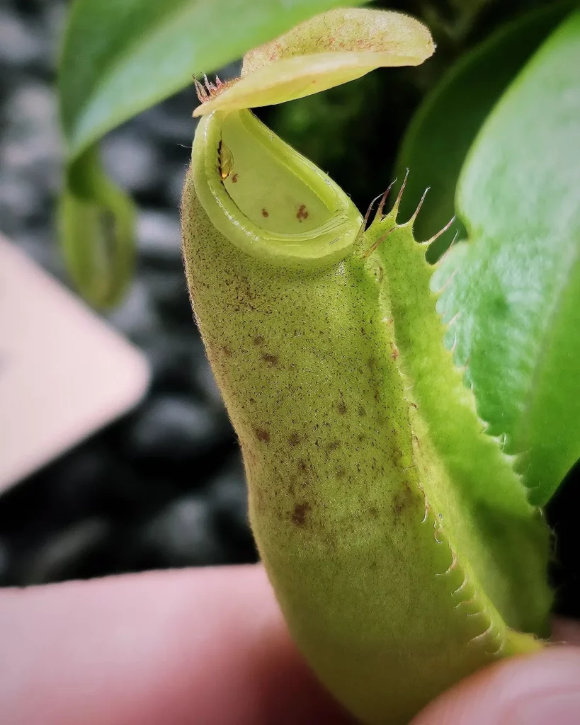 Close up Photo of Spotted Pitcher Plant (Nepenthes sanguinea)