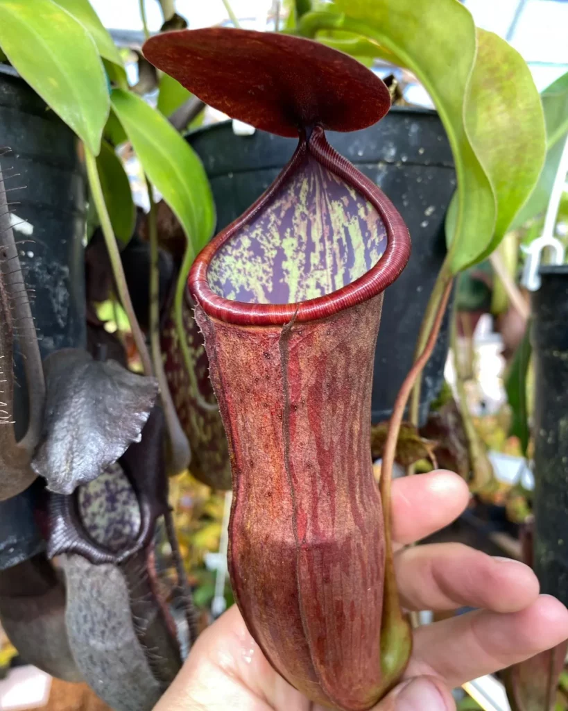 Spotted Pitcher Plant (Nepenthes sanguinea) In Human Hand